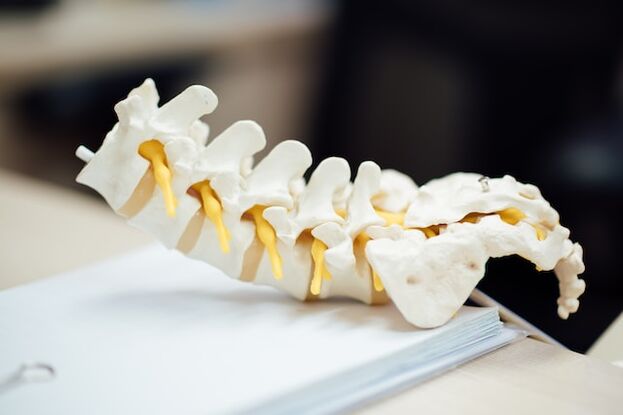Anatomical model of the human spine.